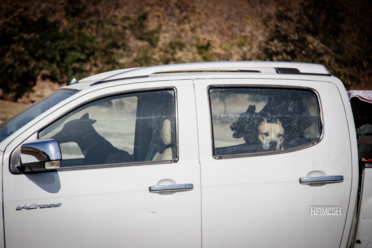 Furventures - Pet Adventures & Events - Photo 33